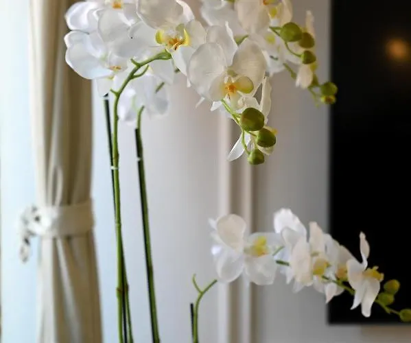 Royal Primera Apartman Zadar